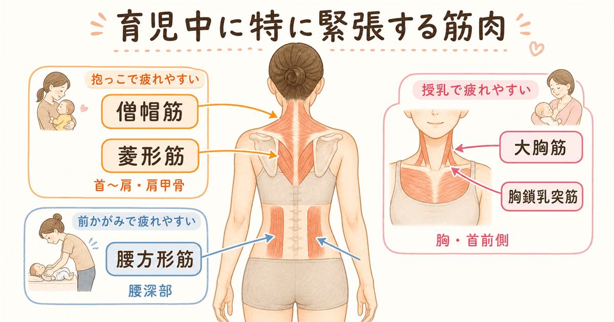 育児中に特に緊張する筋肉：部位別に知っておこうの図解