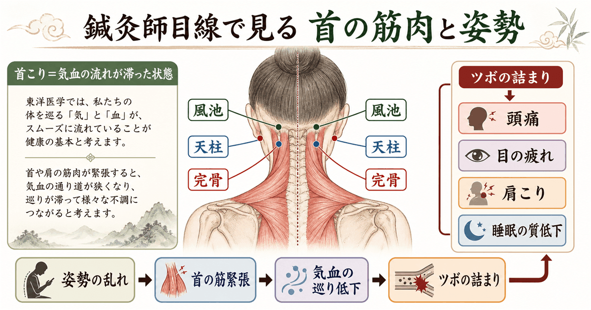 鍼灸師目線:首の筋肉と姿勢の関係・気血の流れと重要なツボ