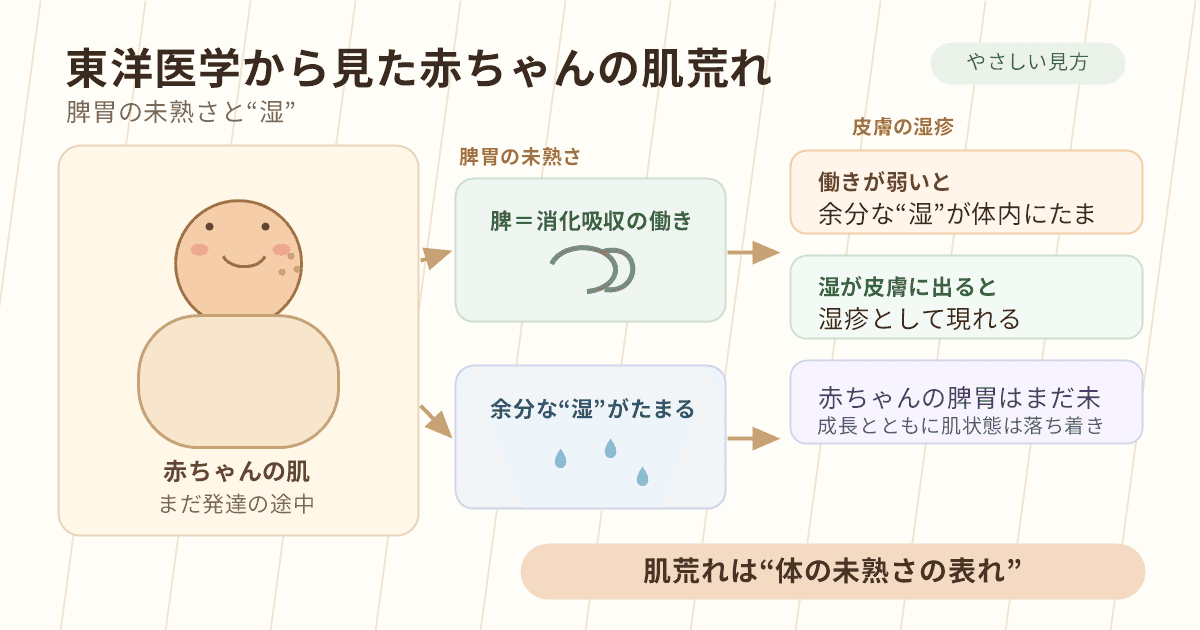 東洋医学から見た赤ちゃんの肌荒れ：脾胃の未発達と湿の蓄積