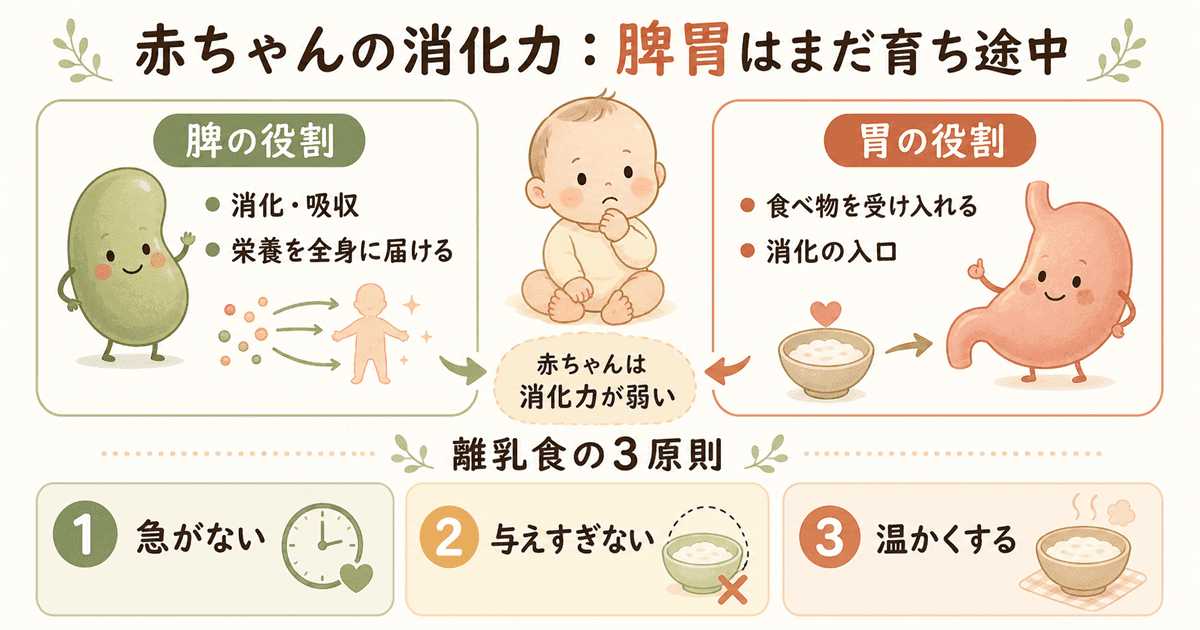 東洋医学から見た赤ちゃんの消化力：脾胃の未発達と温かい食事の大切さ