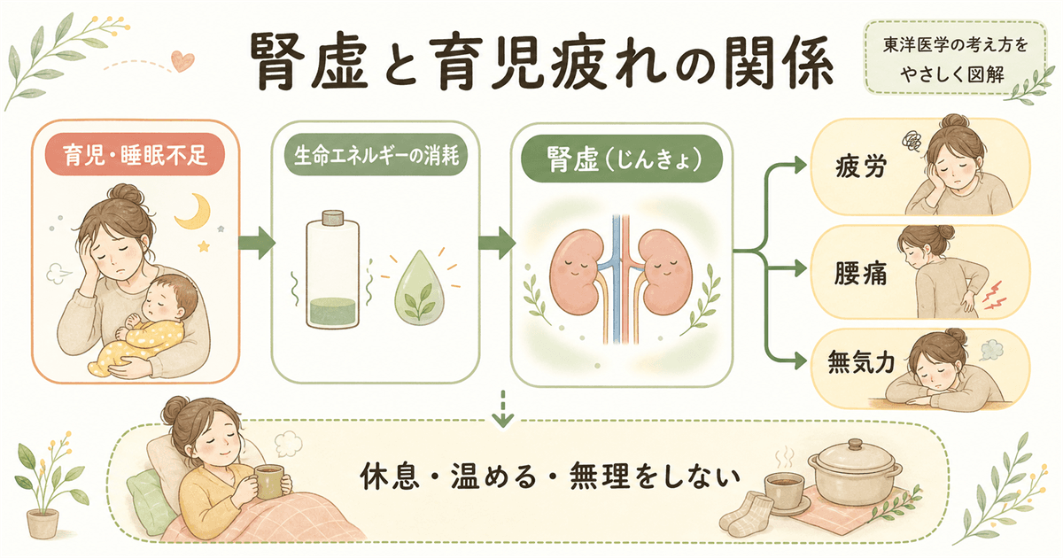 東洋医学的な腎虚（じんきょ）と疲労の関係